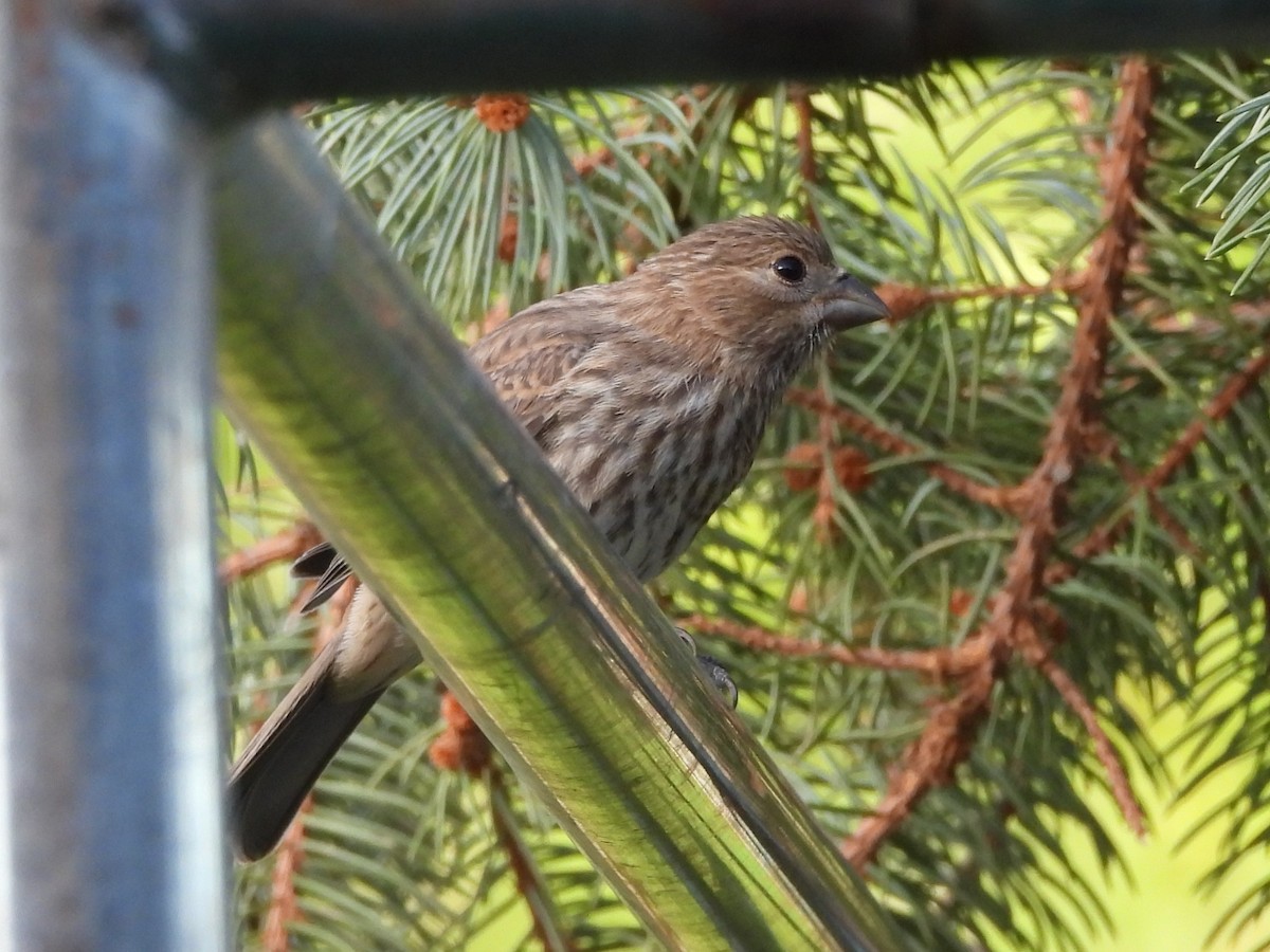 House Finch - ML644563201