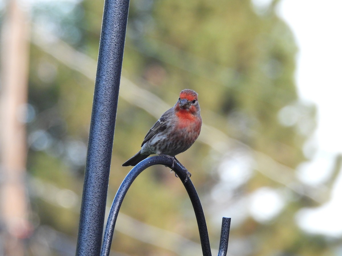 House Finch - ML644563202