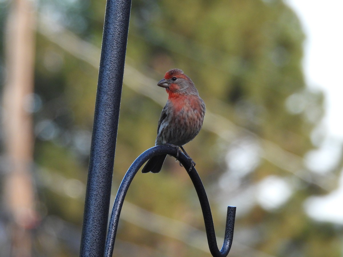 House Finch - ML644563203