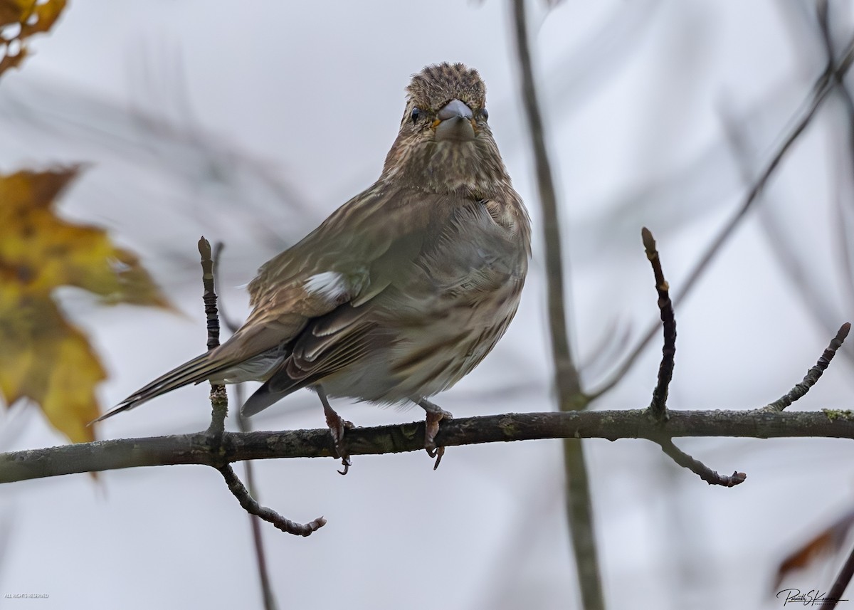 Purple Finch - ML644563207