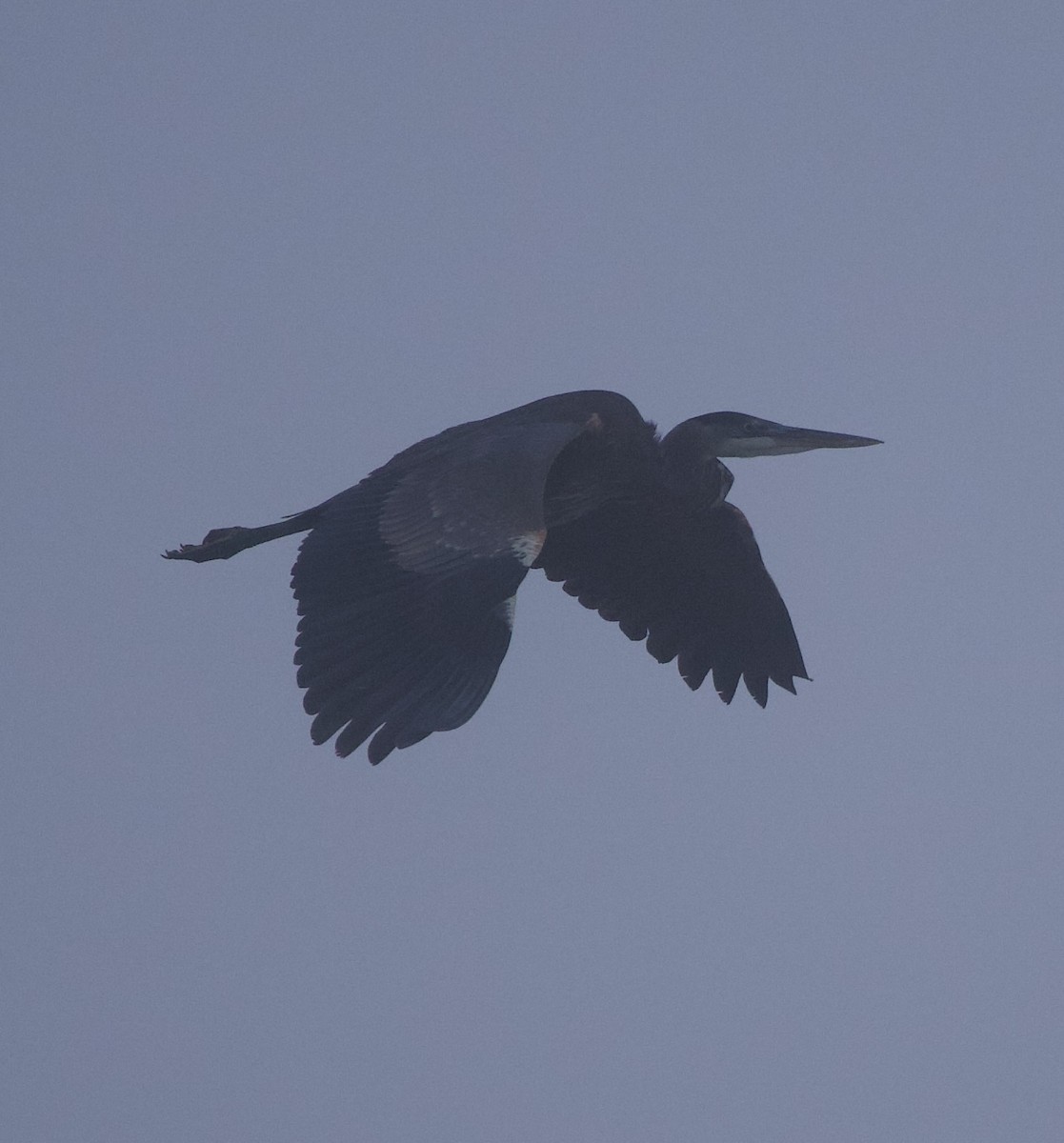 Чапля північна - ML644563208