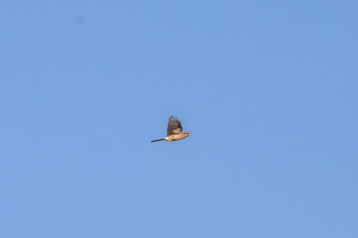 ťuhýk severní - ML644563211