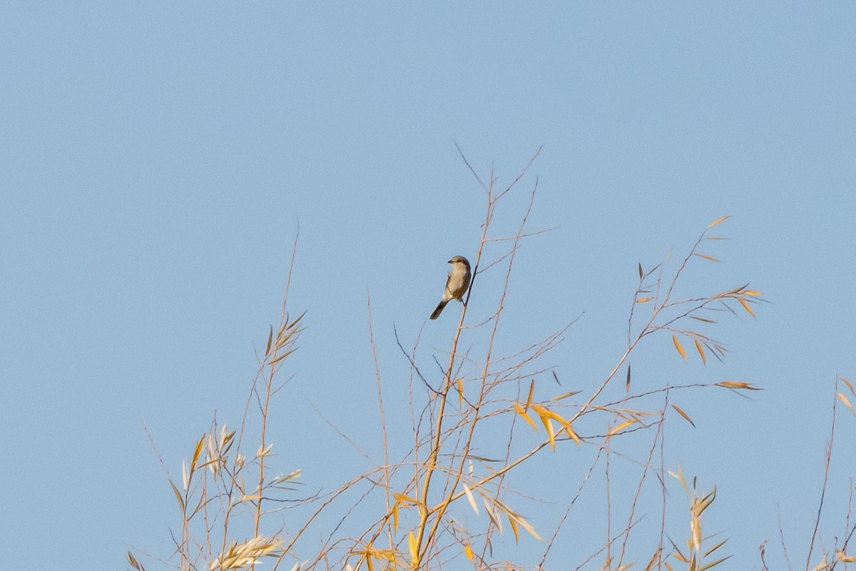 ťuhýk severní - ML644563212