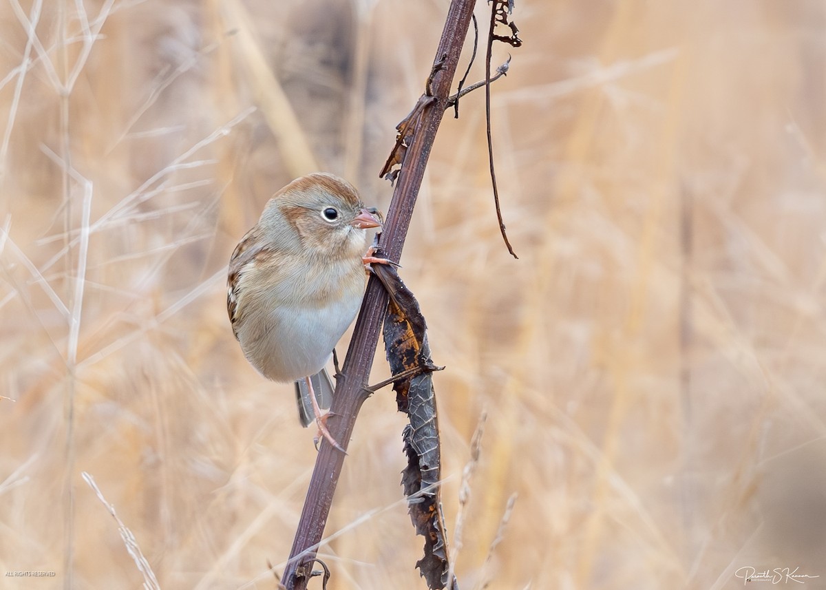 Field Sparrow - ML644563215
