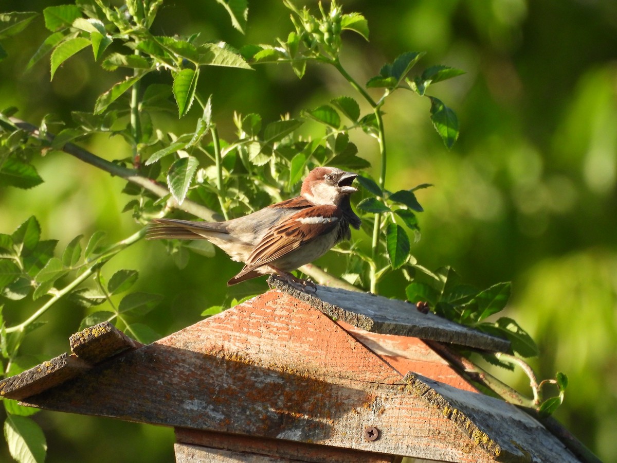House Sparrow - ML644563221