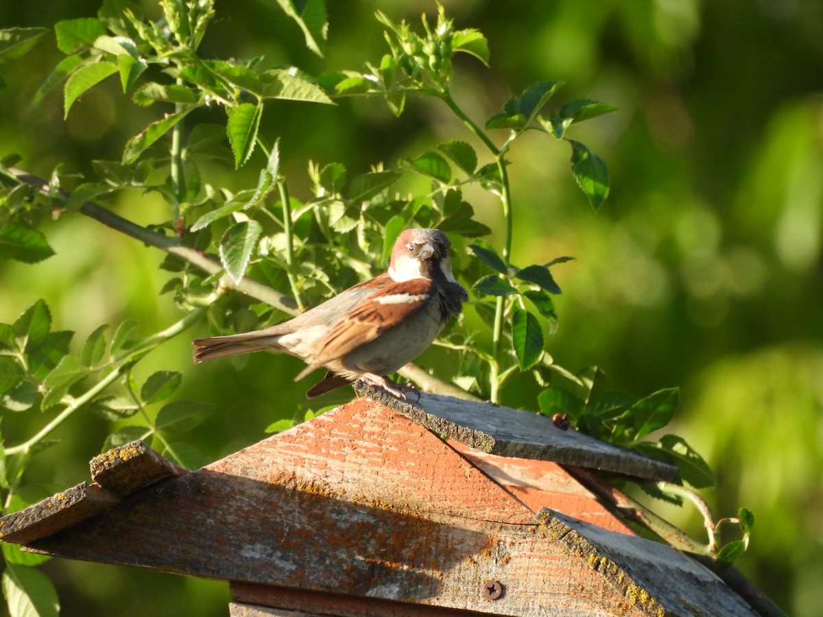 House Sparrow - ML644563222