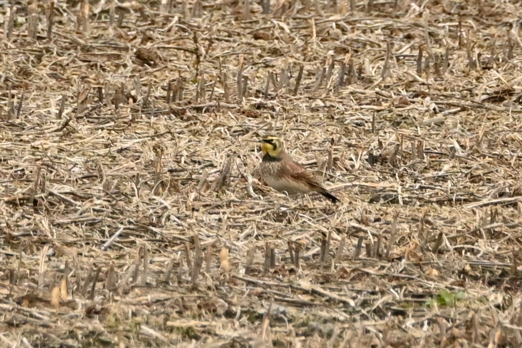 Жайворонок рогатий - ML644563224