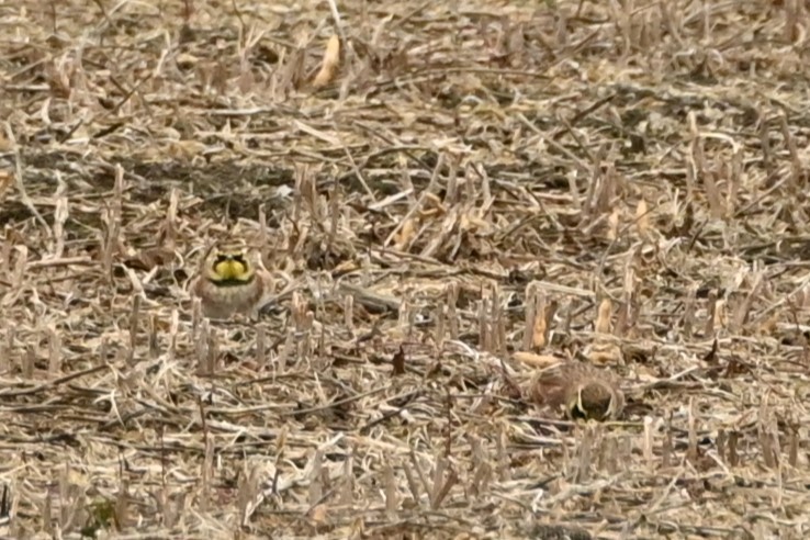 Жайворонок рогатий - ML644563225