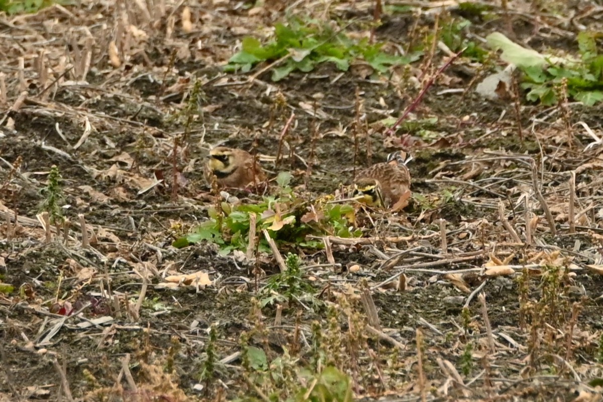 Жайворонок рогатий - ML644563226