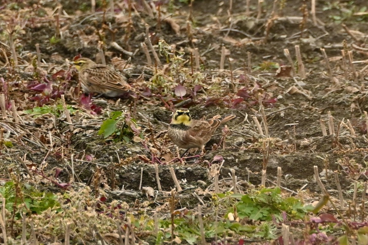 Жайворонок рогатий - ML644563227