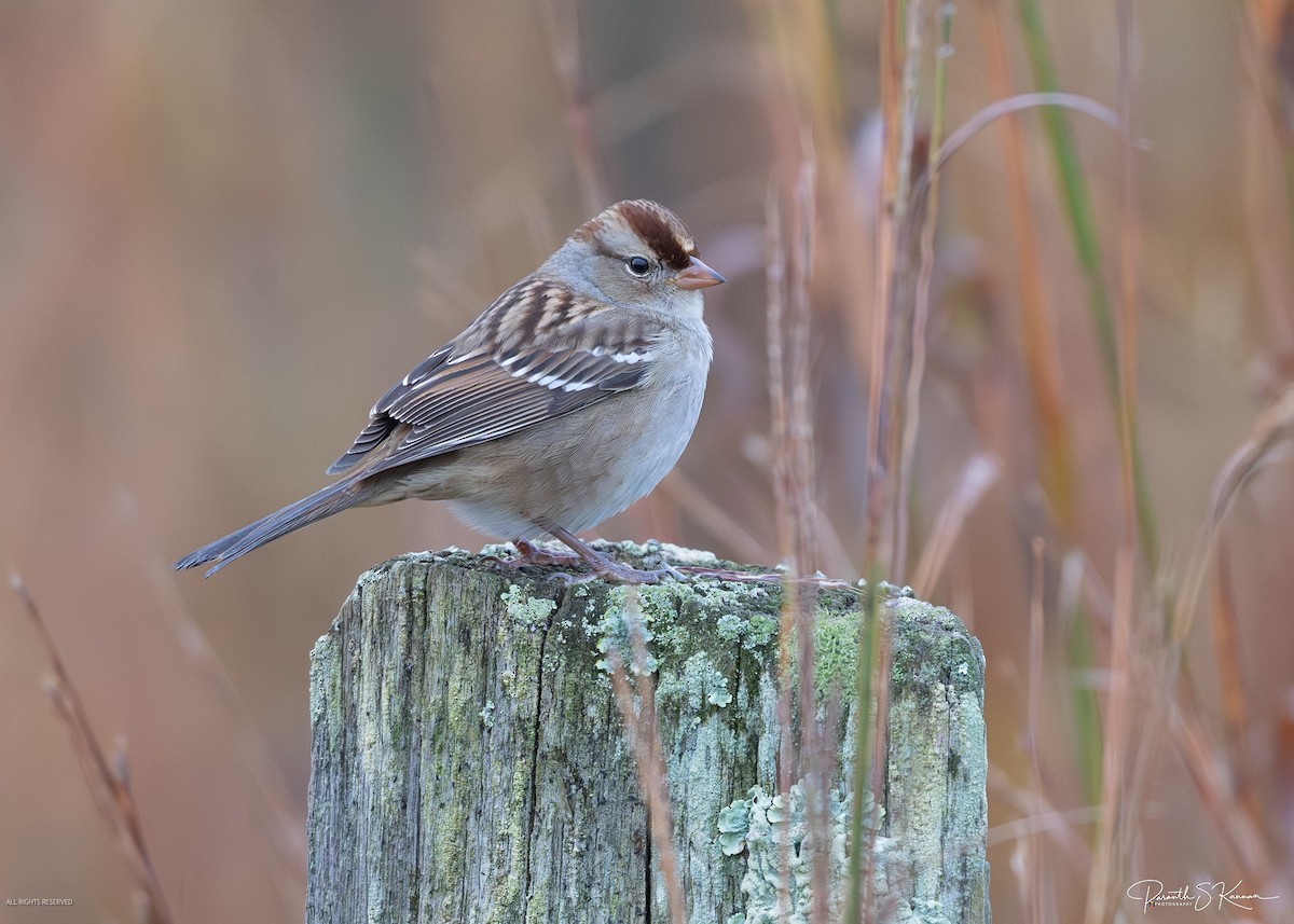 White-crowned Sparrow - ML644563228