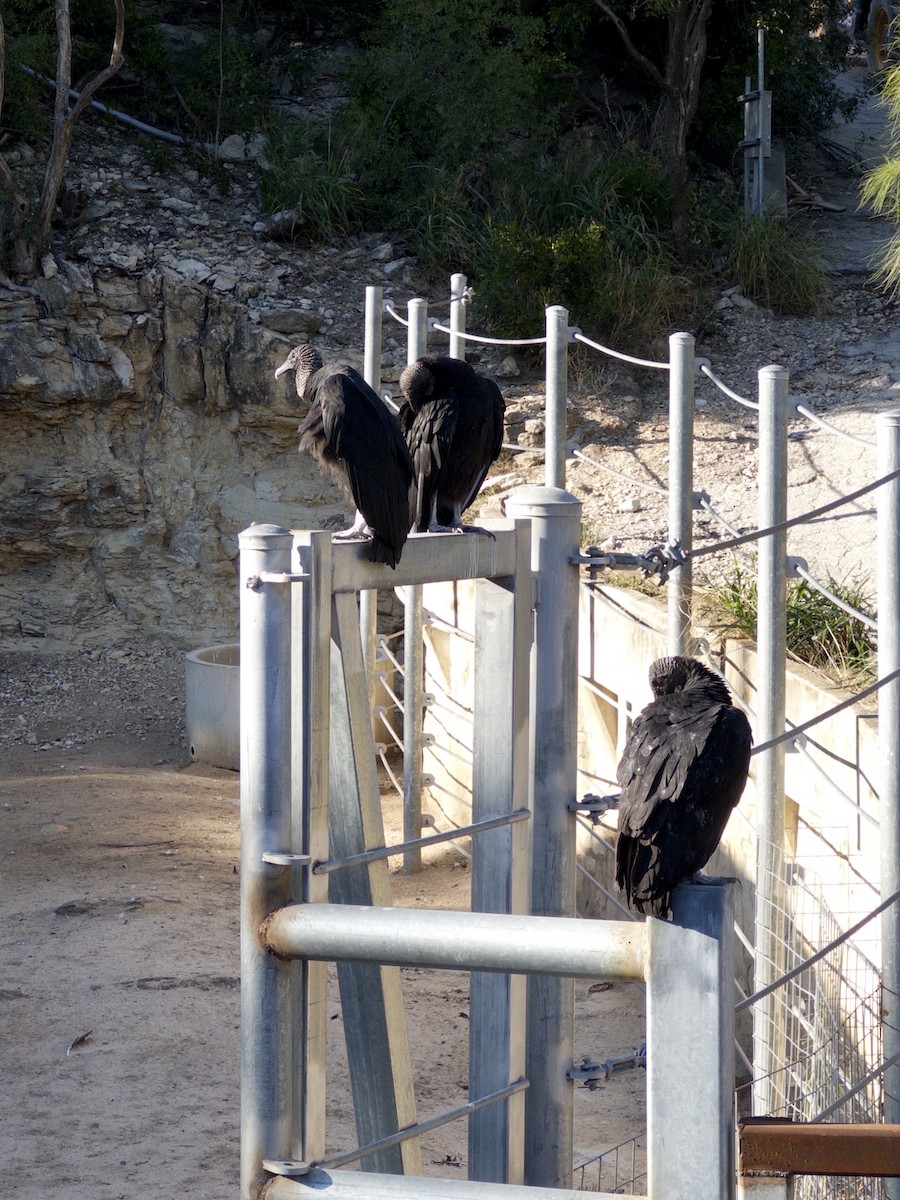 Urubu noir - ML644563233