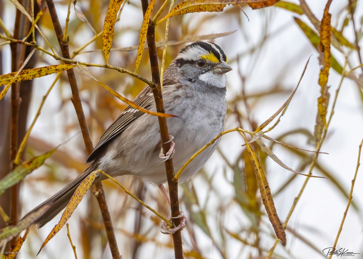 White-throated Sparrow - ML644563237