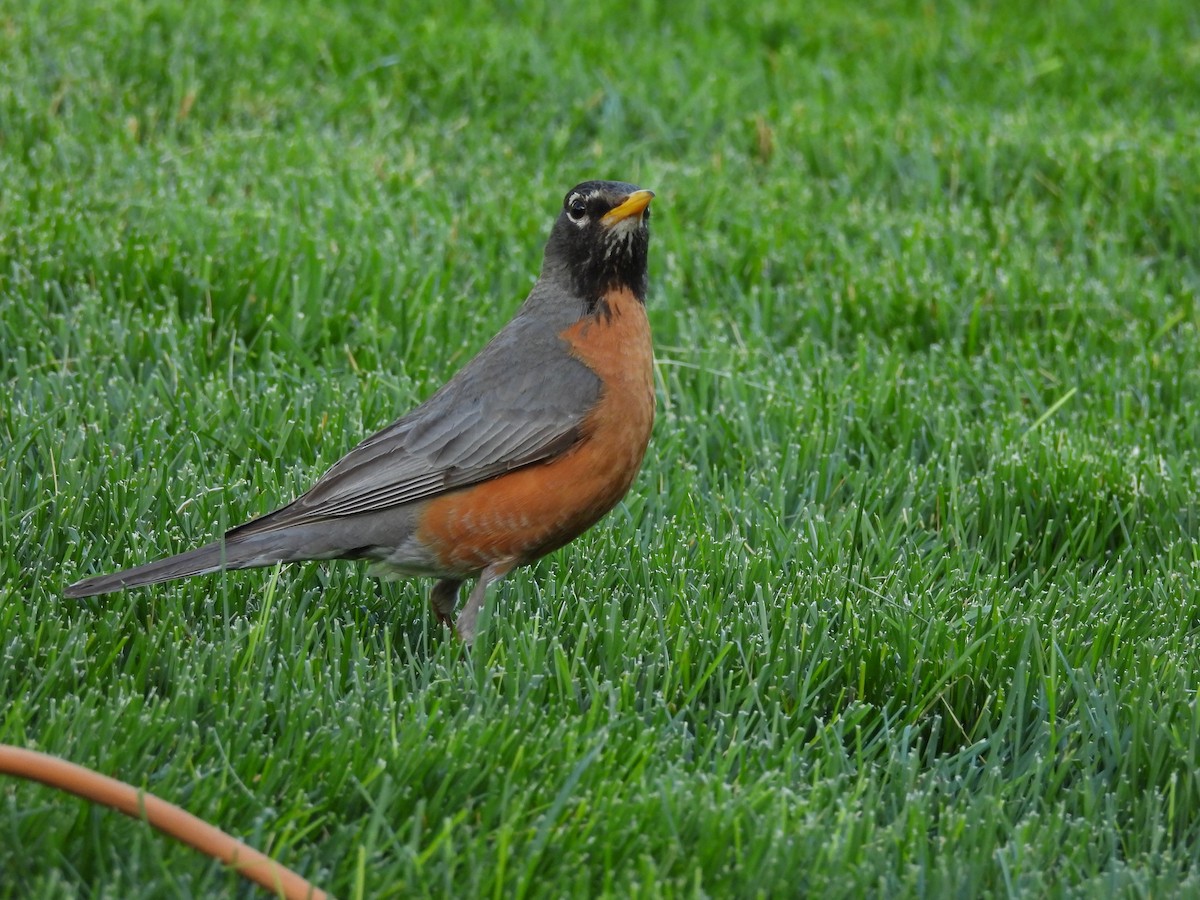 קיכלי נודד - ML644563241
