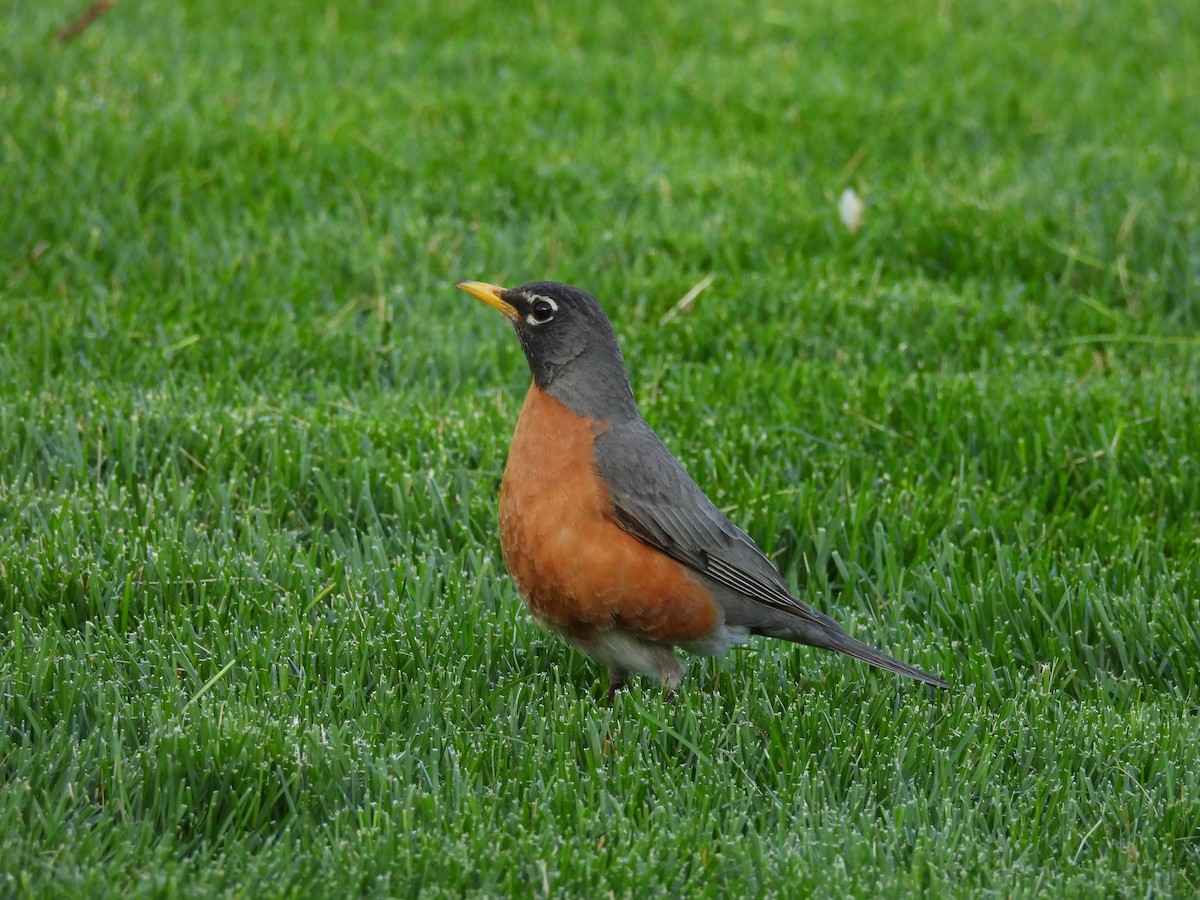 קיכלי נודד - ML644563242