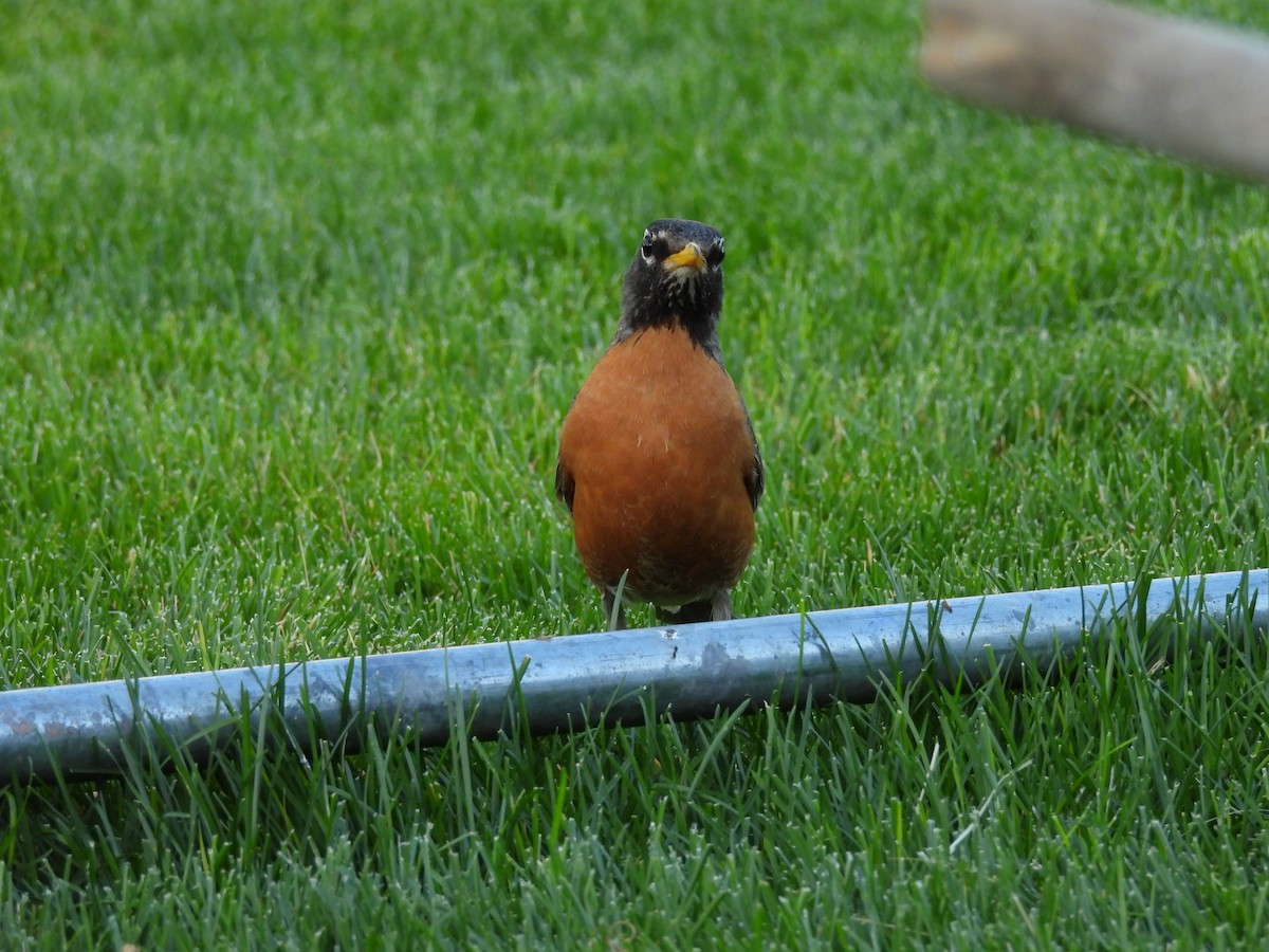 קיכלי נודד - ML644563243