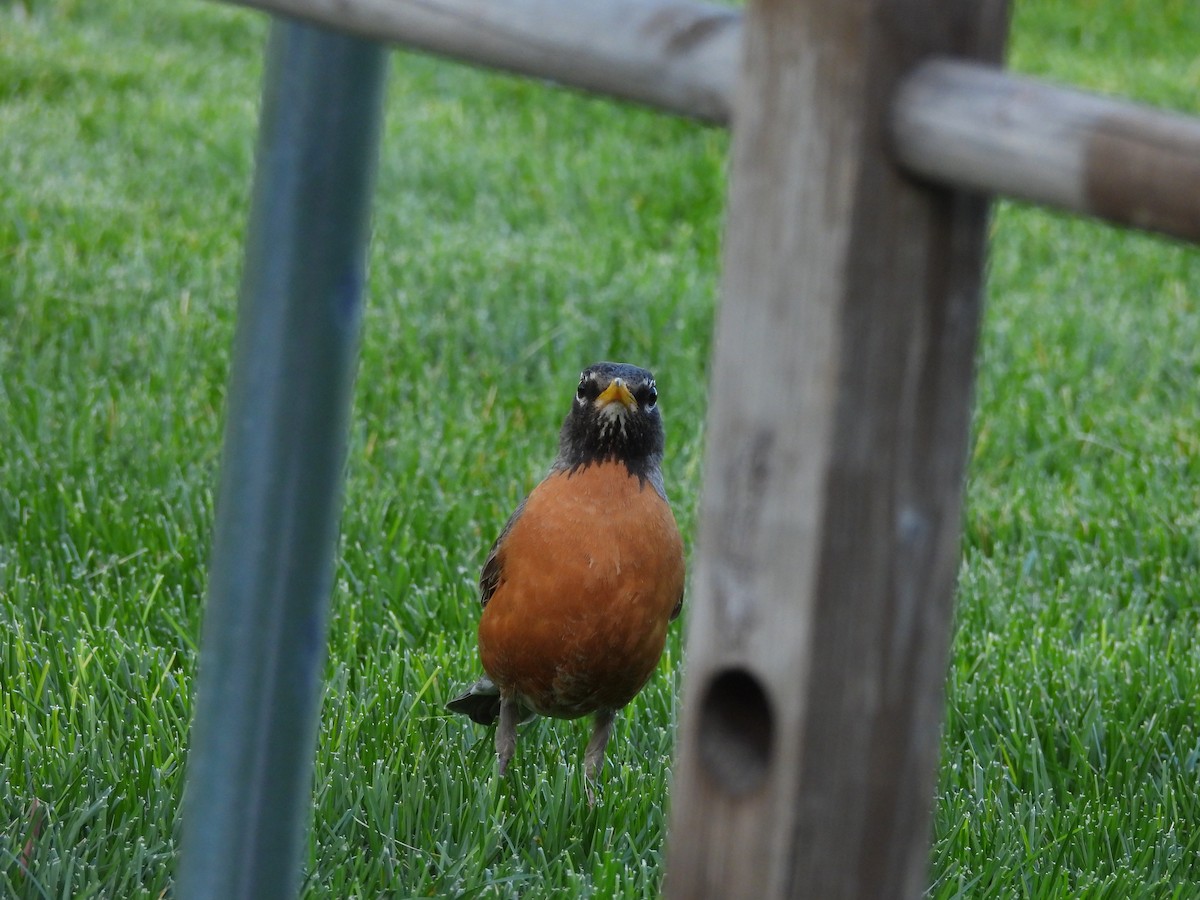 קיכלי נודד - ML644563244