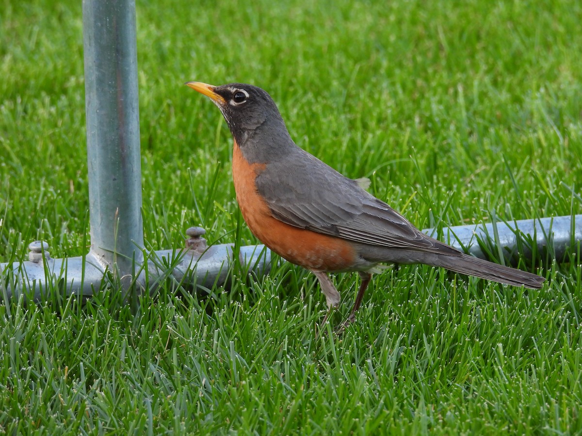 קיכלי נודד - ML644563245