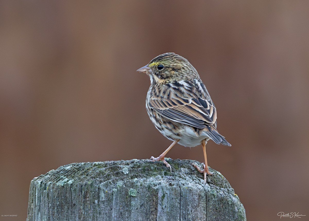 Savannah Sparrow - ML644563246