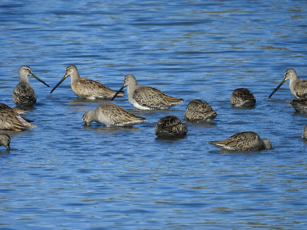 Long-billed Dowitcher - ML644563256