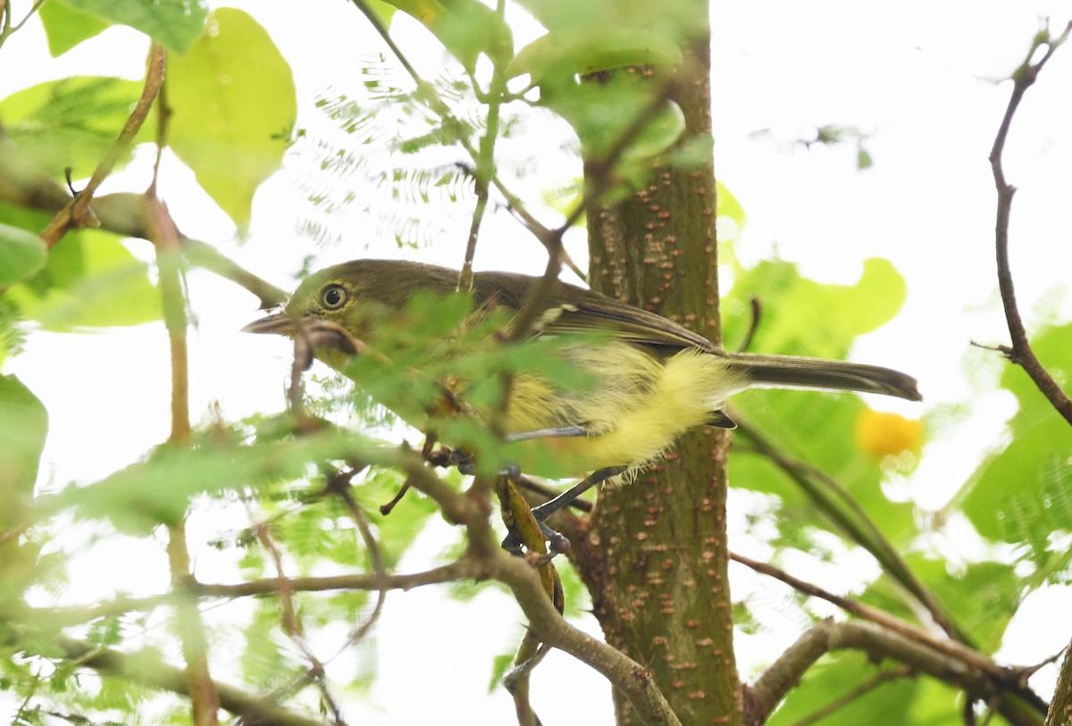 Flat-billed Vireo - ML644563265
