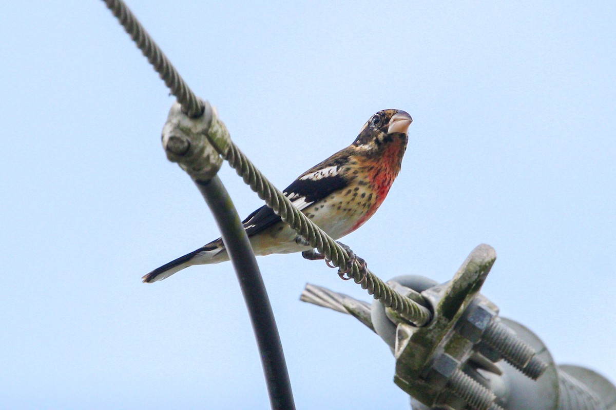 Rose-breasted Grosbeak - ML644563266