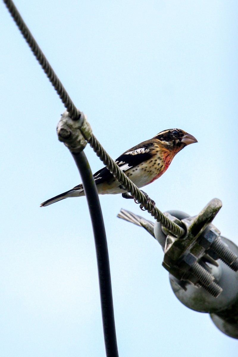 Rose-breasted Grosbeak - ML644563267