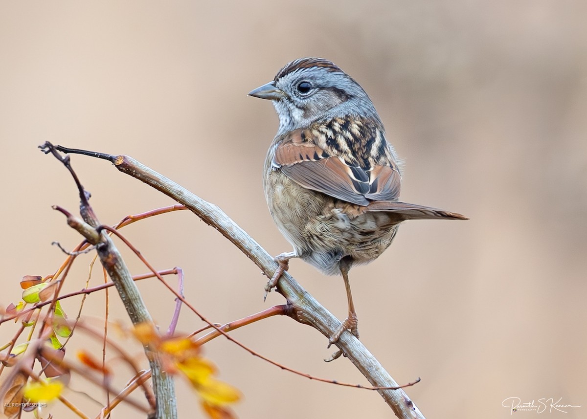 Swamp Sparrow - ML644563270