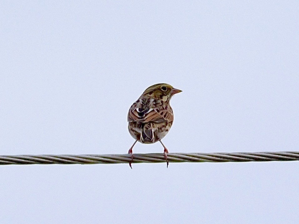 ヘンスローヒメドリ - ML644563279