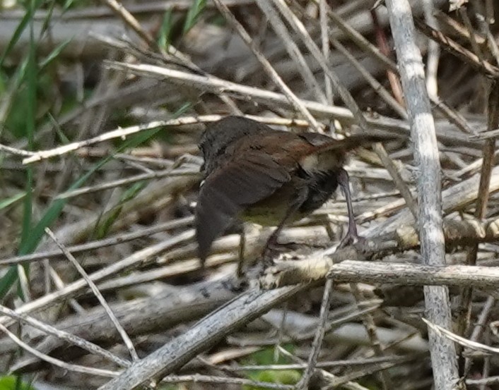 hvitbrynkrattsmett - ML644563285