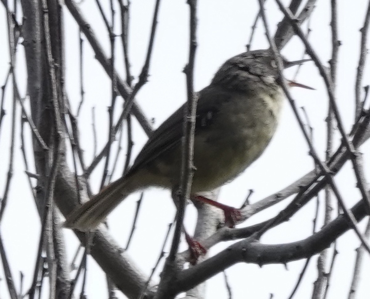 hvitbrynkrattsmett - ML644563286