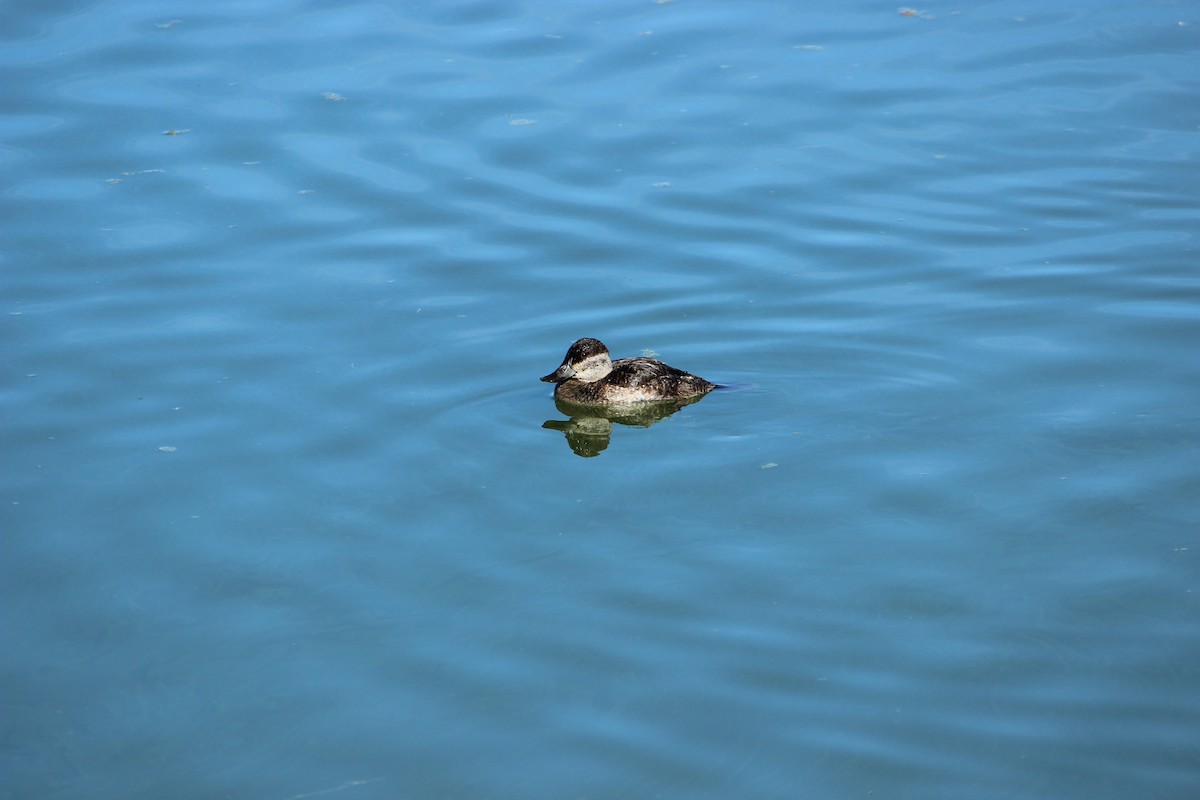 Американская савка - ML644563289