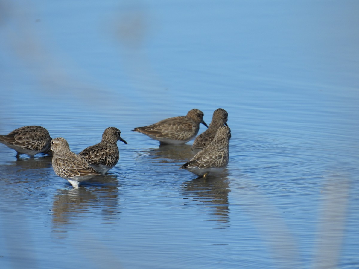 Txirri nanoa - ML644563290