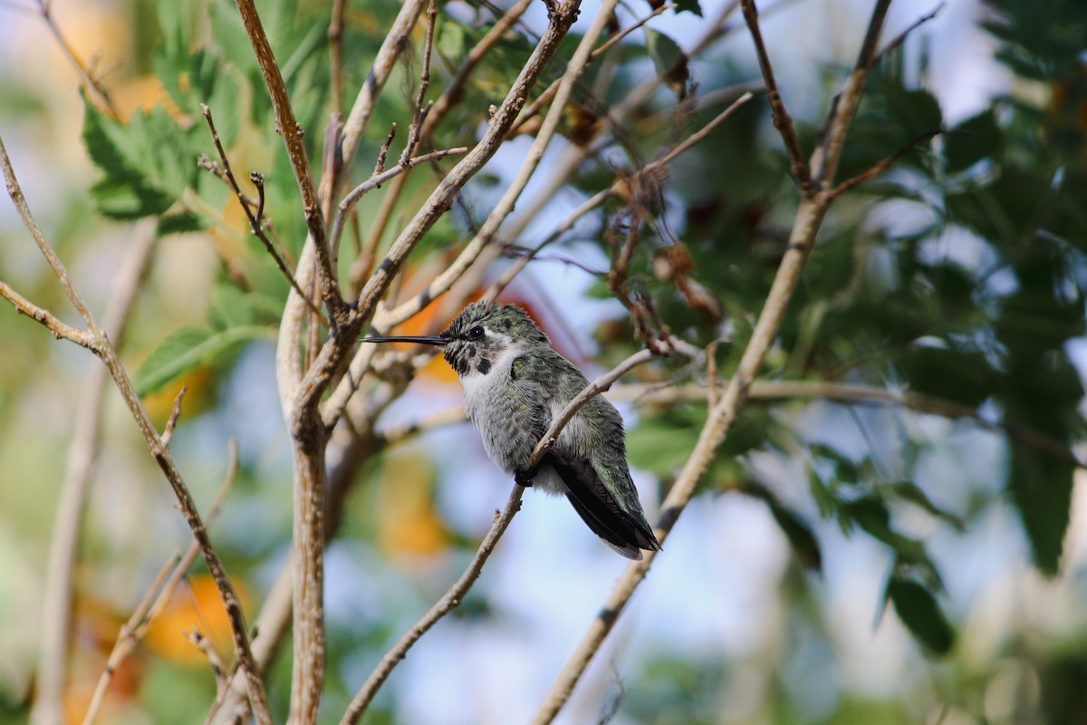 Anna's Hummingbird - ML644563291