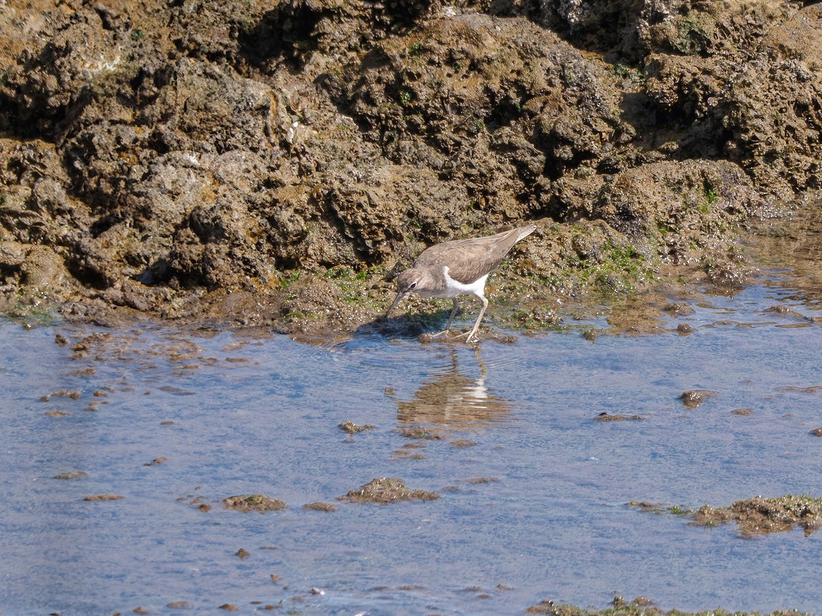pisík obecný - ML644563297