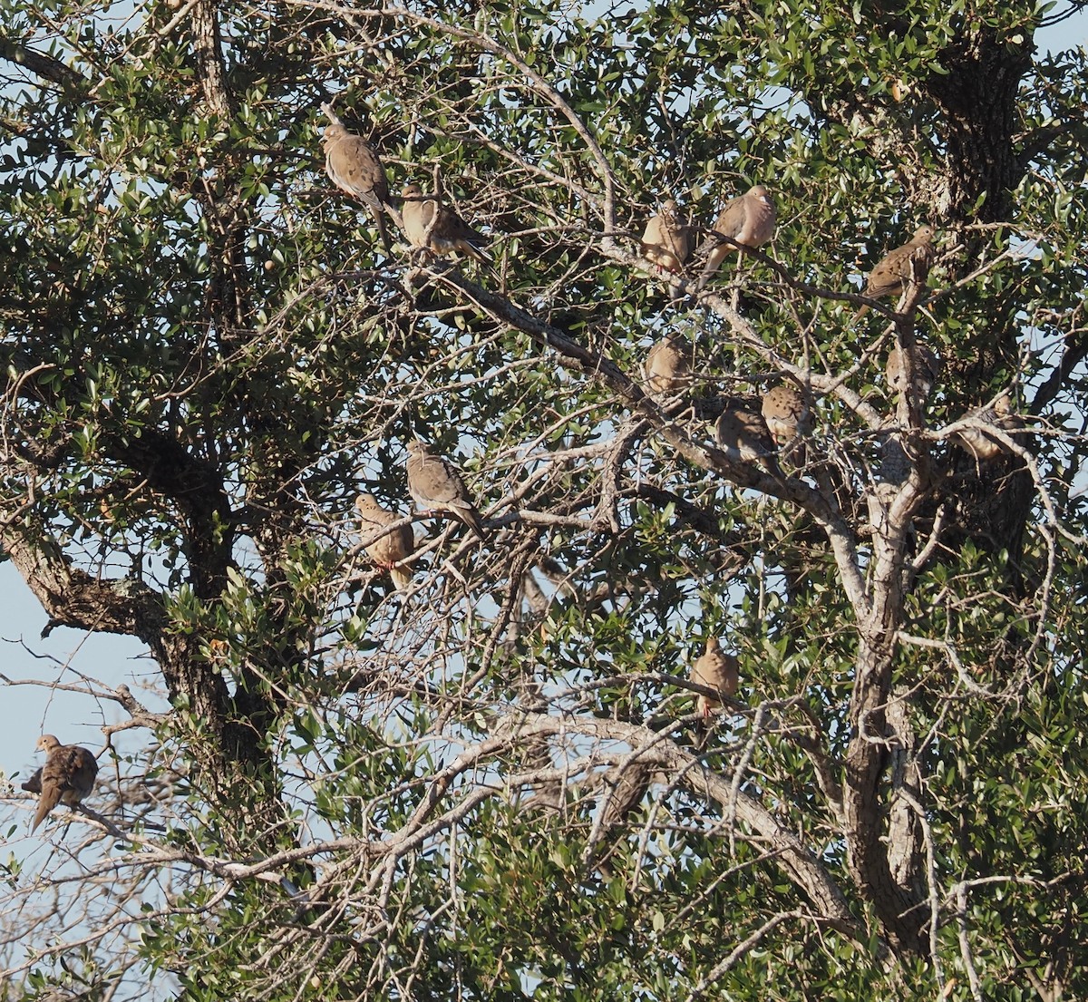 Mourning Dove - ML644563300
