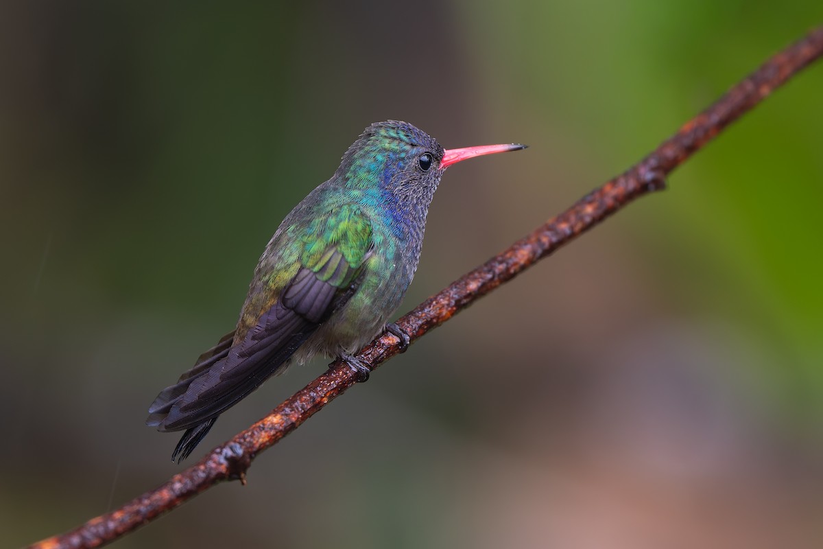 White-chinned Sapphire - ML644563310