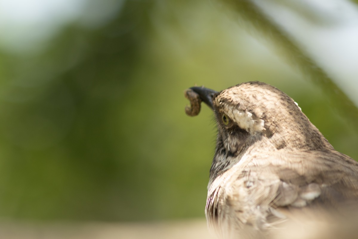 Long-tailed Mockingbird - ML644563312