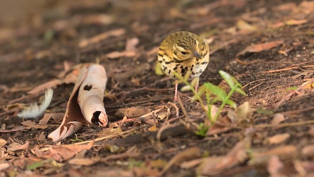 linduška olivová - ML644563313