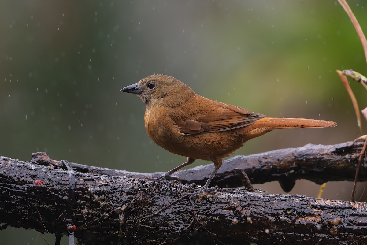 Ruby-crowned Tanager - ML644563319