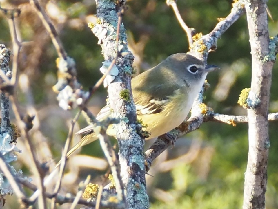 Blue-headed Vireo - ML644563323