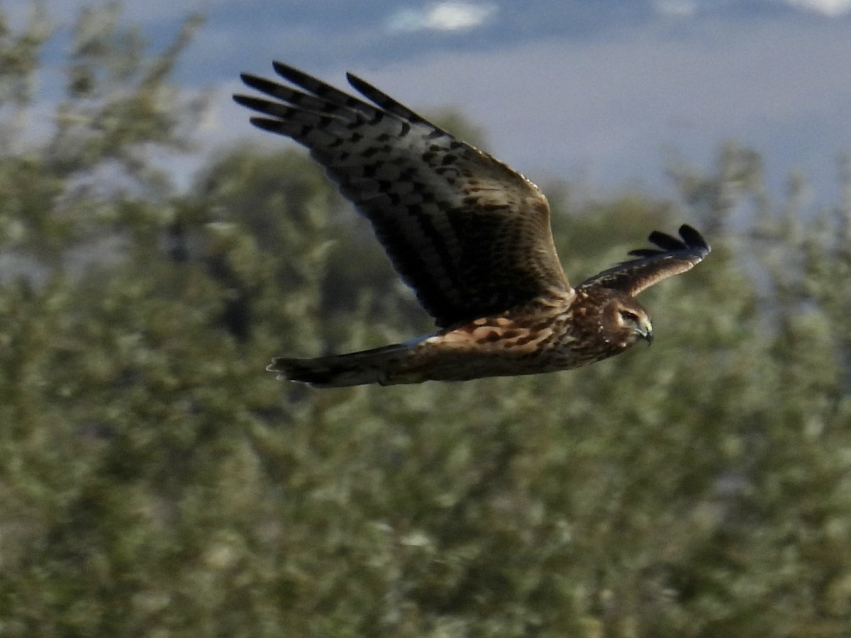 Hudsonweihe - ML644563325