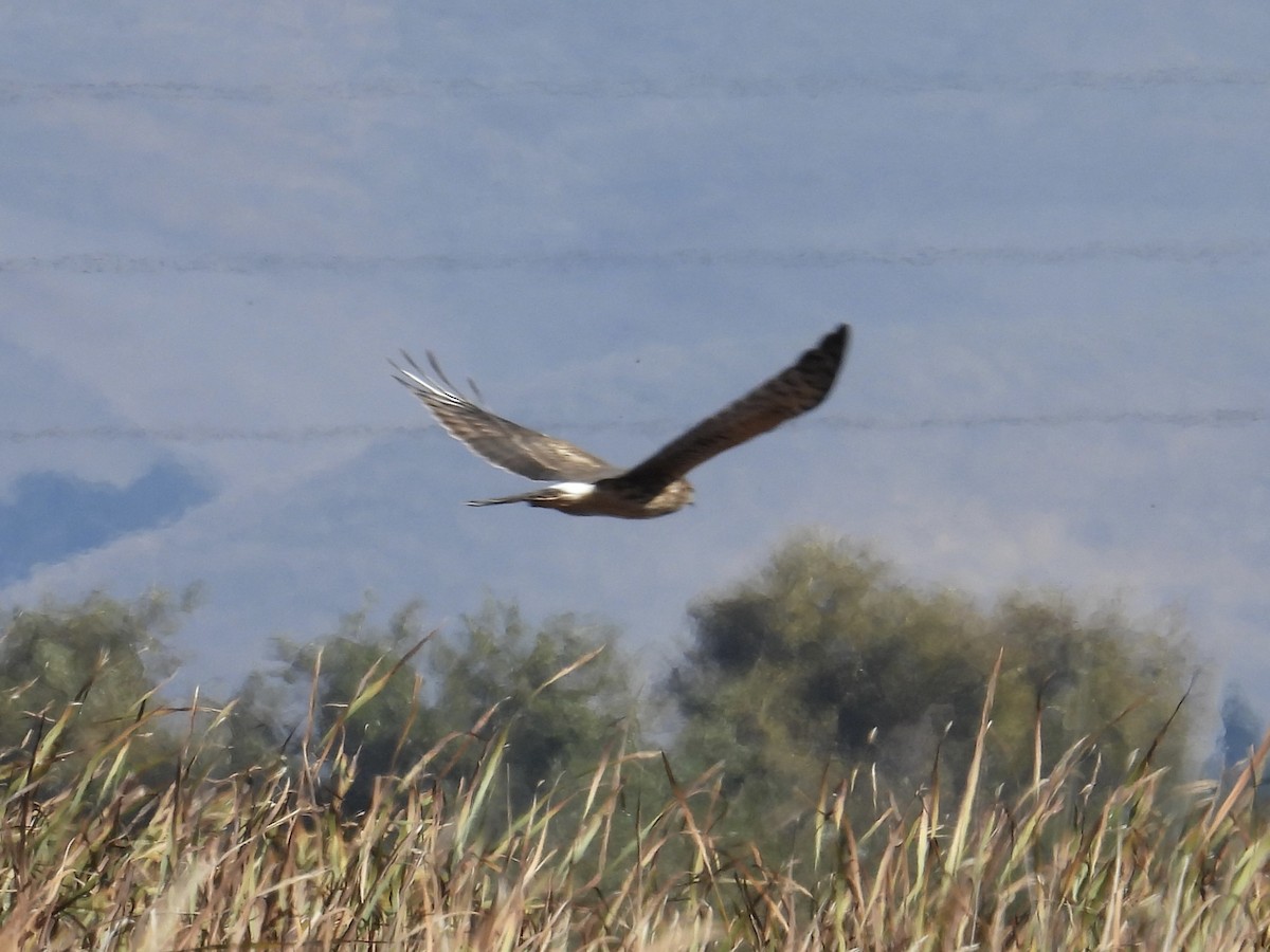 Hudsonweihe - ML644563326