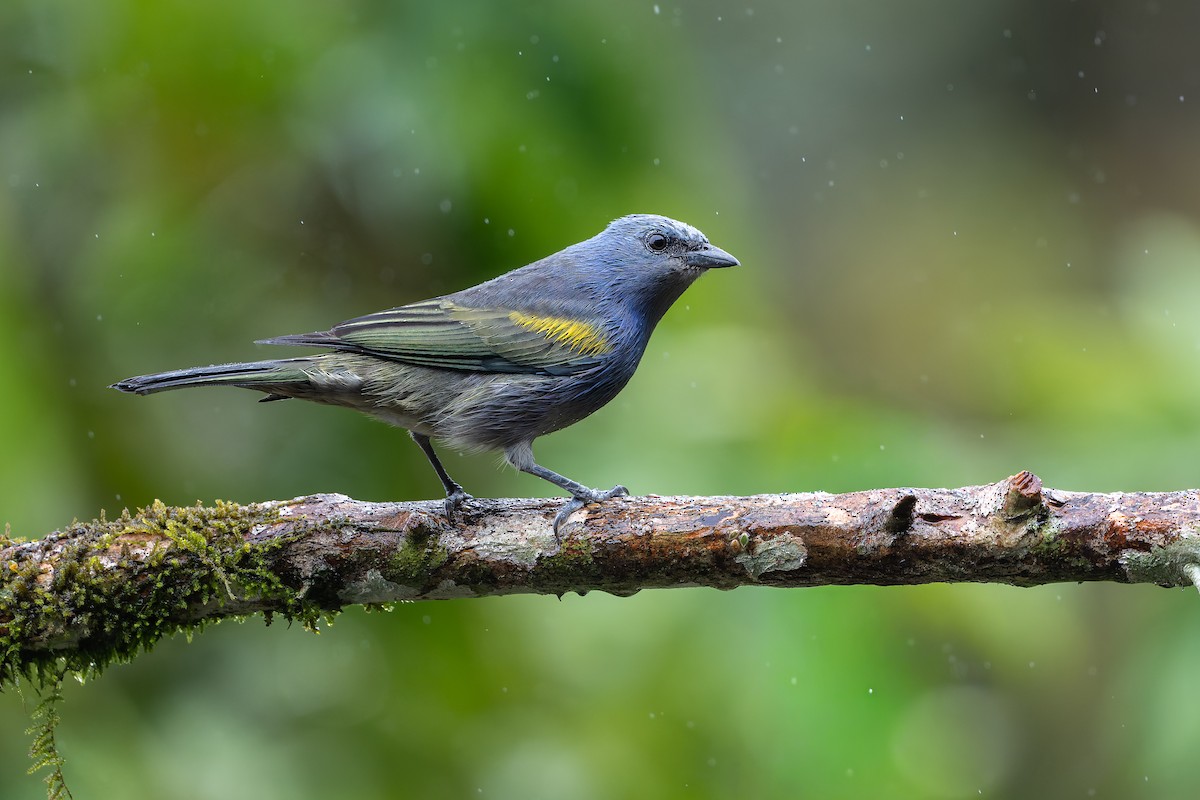 Golden-chevroned Tanager - ML644563336