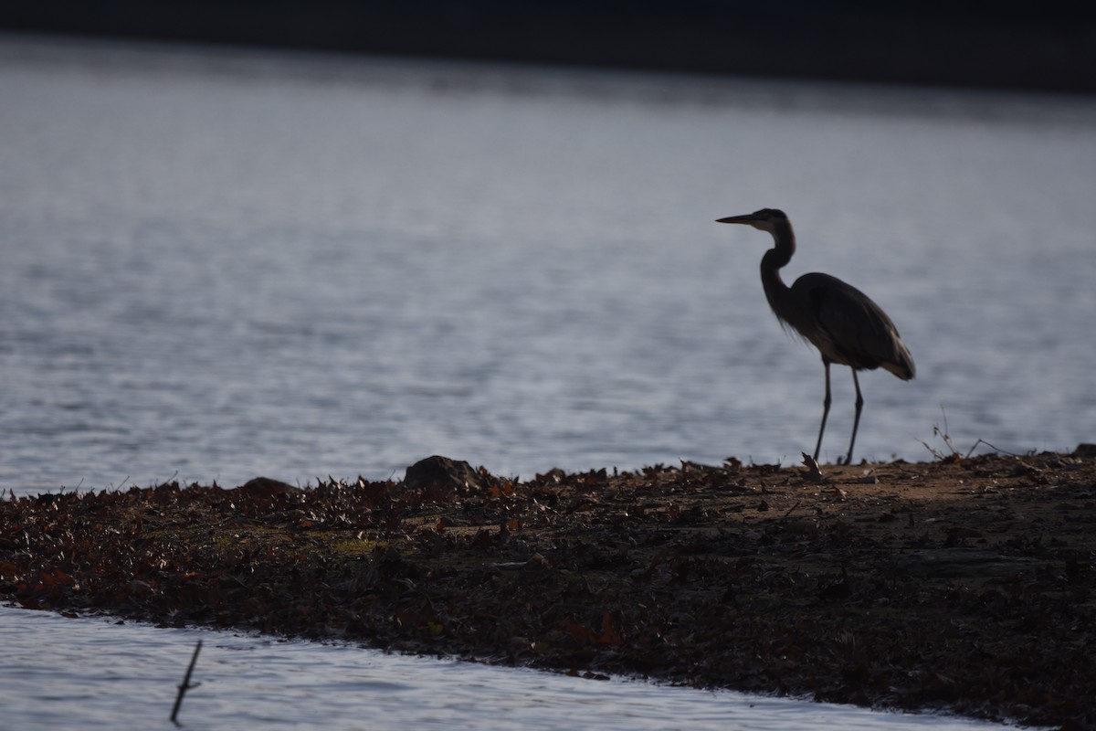 Чапля північна [група herodias] - ML644563342