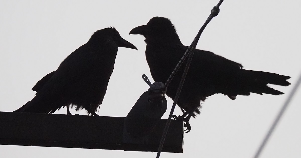 Erroi handia - ML644563344