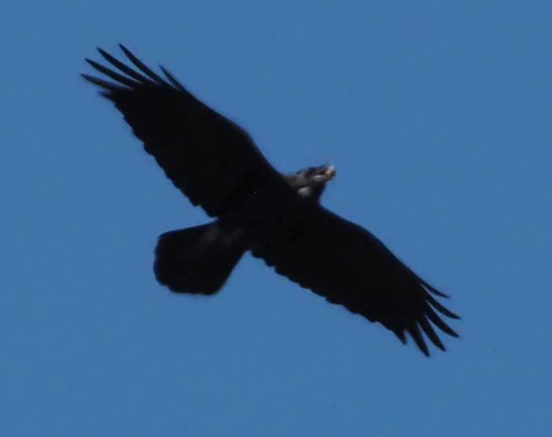 Erroi handia - ML644563345