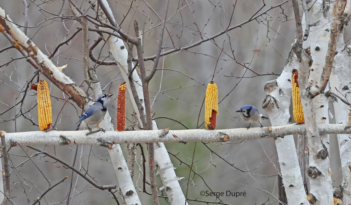 Сизойка блакитна - ML644563348