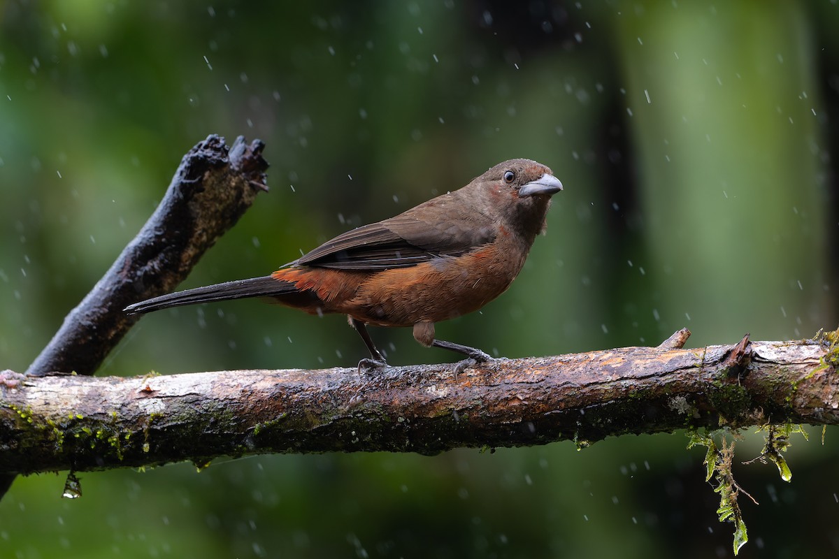 Brazilian Tanager - ML644563352