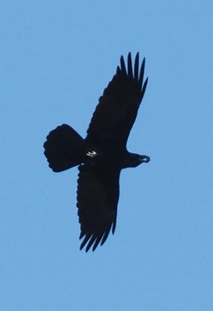 Erroi handia - ML644563356